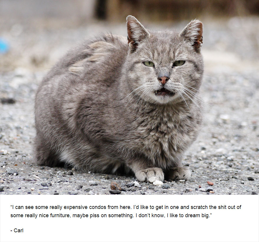 Felines Of New York