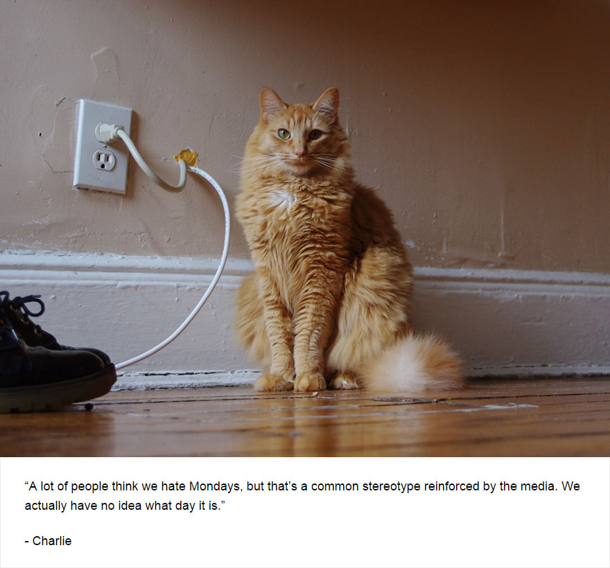 Felines Of New York