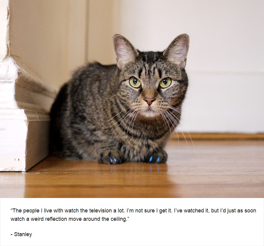 Felines Of New York