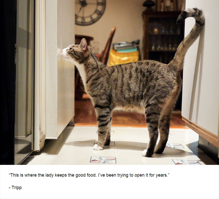 Felines Of New York