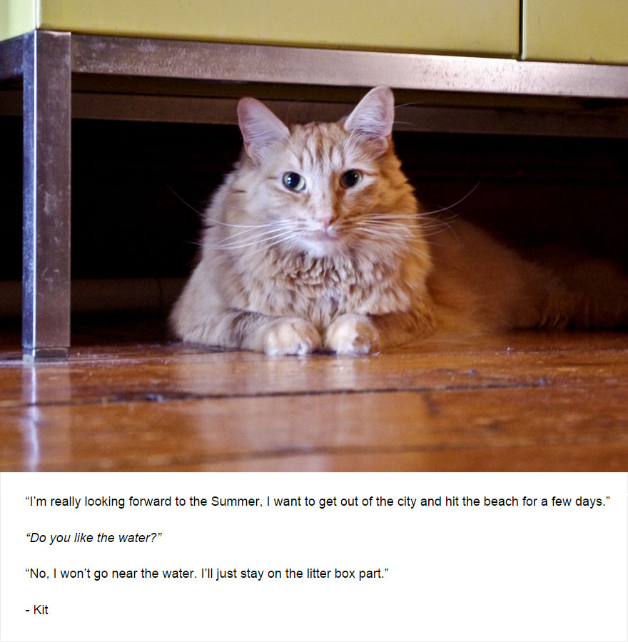 Felines Of New York