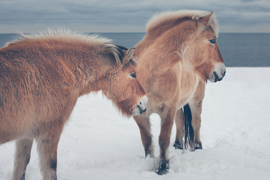 I Chase Wild Horses In North America To Photograph Their Beauty