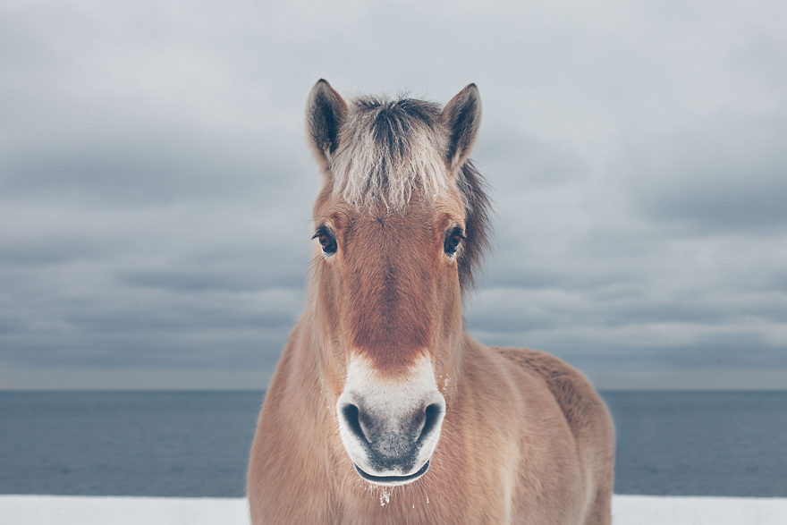I Chase Wild Horses In North America To Photograph Their Beauty
