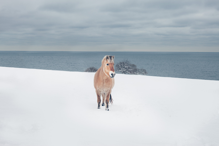 I Chase Wild Horses In North America To Photograph Their Beauty I Chase Wild Horses In North America To Photograph Their Beauty