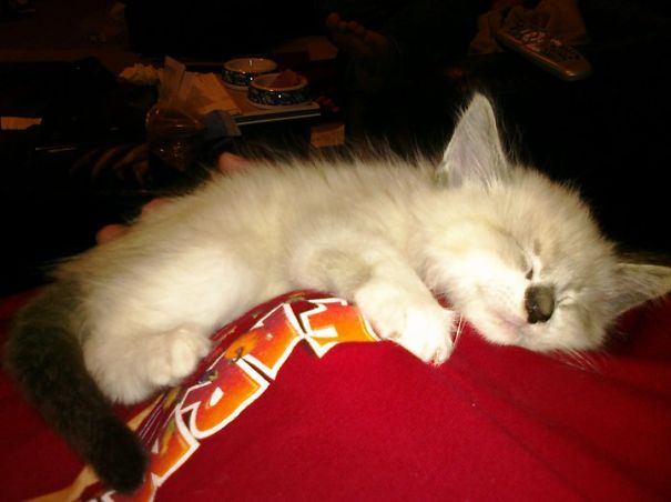 Happy Sleeping Kitty