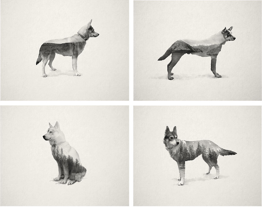 Living With 70 Dogs For A Month Inspired Me To Create These Portraits