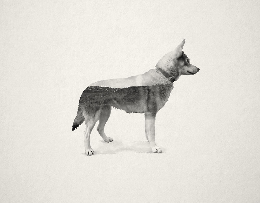 Living With 70 Dogs For A Month Inspired Me To Create These Portraits