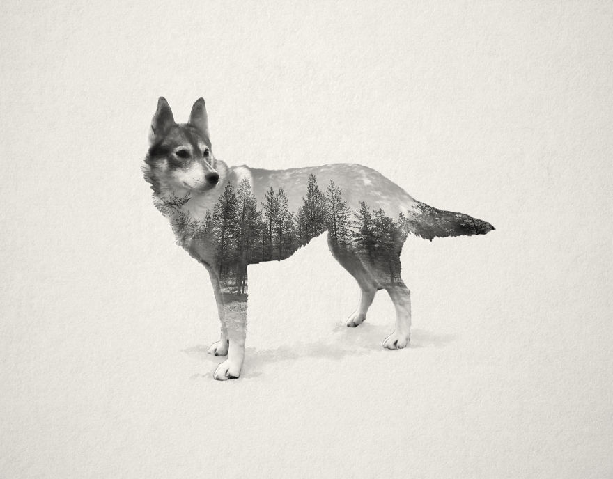 Living With 70 Dogs For A Month Inspired Me To Create These Portraits