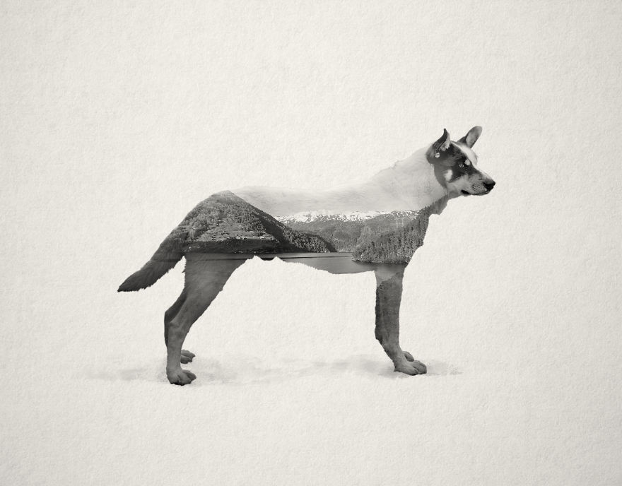 Living With 70 Dogs For A Month Inspired Me To Create These Portraits