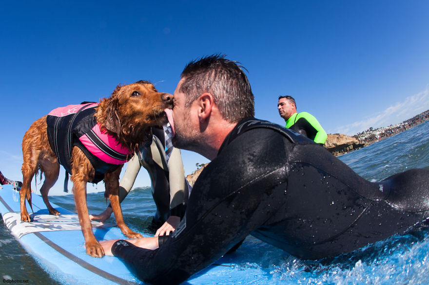 My Therapy Dog Ricochet Surfs With People With Disabilities, Helping Them Heal My Therapy Dog Ricochet Surfs With People With Disabilities, Helping Them Heal