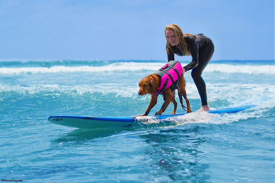 My Therapy Dog Ricochet Surfs With People With Disabilities, Helping Them Heal My Therapy Dog Ricochet Surfs With People With Disabilities, Helping Them Heal