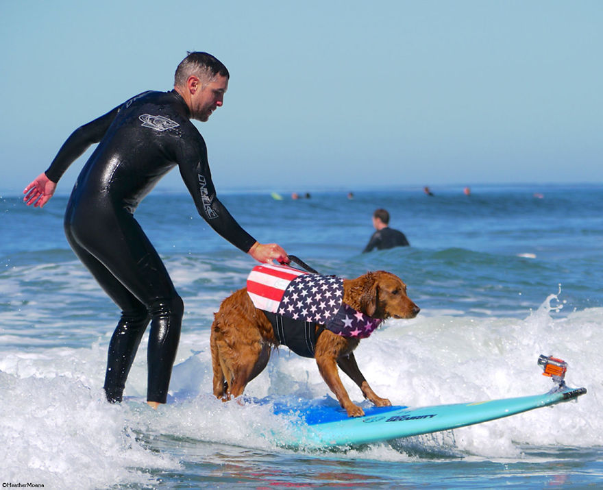 My Therapy Dog Ricochet Surfs With People With Disabilities, Helping Them Heal My Therapy Dog Ricochet Surfs With People With Disabilities, Helping Them Heal