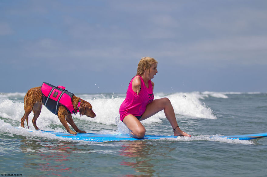 My Therapy Dog Ricochet Surfs With People With Disabilities, Helping Them Heal My Therapy Dog Ricochet Surfs With People With Disabilities, Helping Them Heal