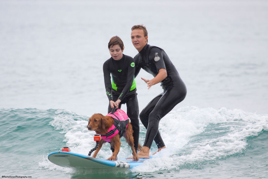 My Therapy Dog Ricochet Surfs With People With Disabilities, Helping Them Heal My Therapy Dog Ricochet Surfs With People With Disabilities, Helping Them Heal
