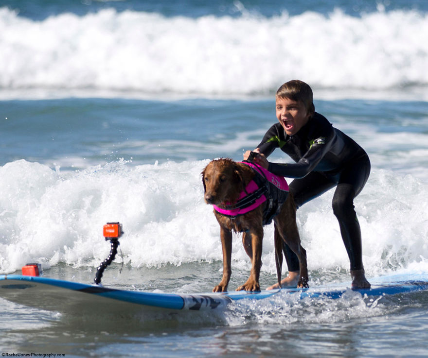 My Therapy Dog Ricochet Surfs With People With Disabilities, Helping Them Heal My Therapy Dog Ricochet Surfs With People With Disabilities, Helping Them Heal
