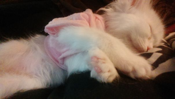 Percy, Our Special Runt