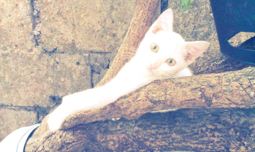 I'm A Koala Trapped In A Cat's Body.