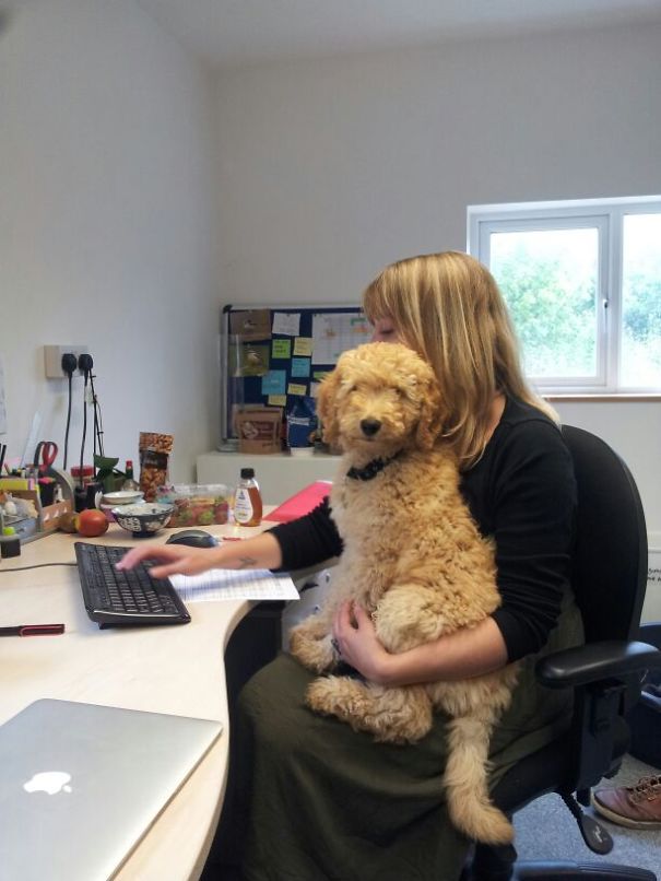 Keeping The Boss's Puppy Company