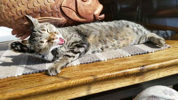 Meet Olive, She Was 3 When We Adopted Her.