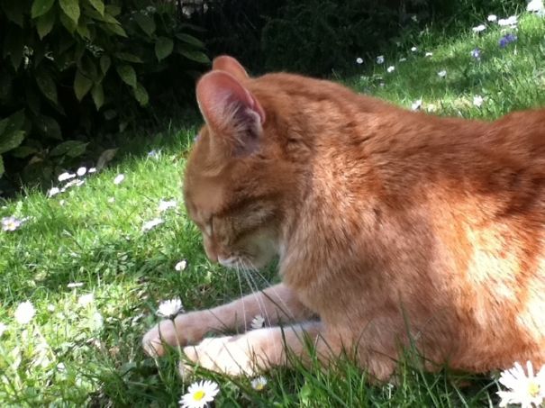 I Finally Got To Keep My Family's Cat After They Moved. She's 13 But Still Plays Like A Kitten.