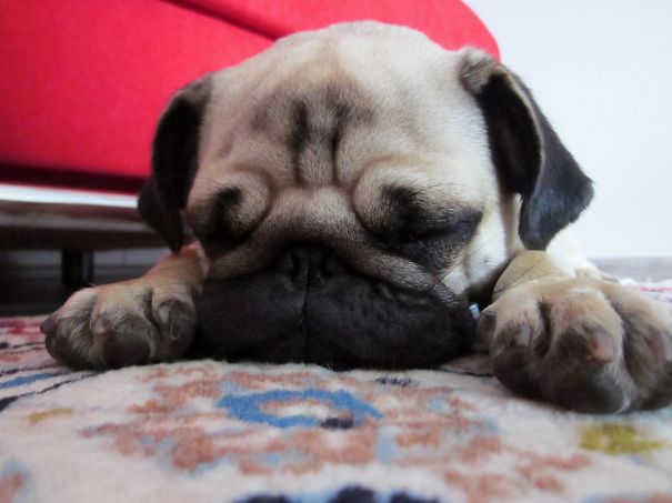 My Pug Puppy Asleep
