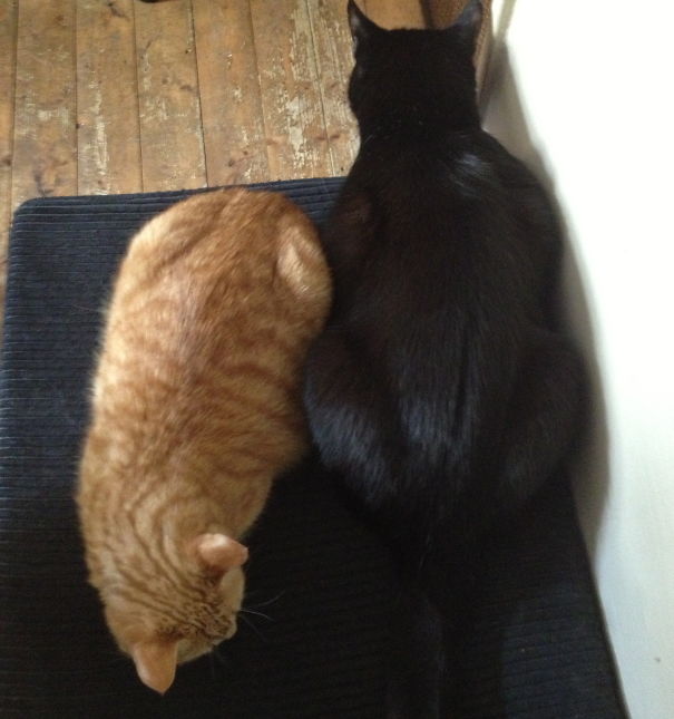 I Adopted Gucci (8) And A Bit Later Louie (12). Both Lost Their Humans Before.