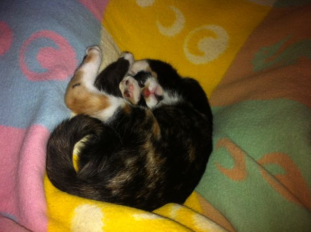 Twisted Lil'kittie :)