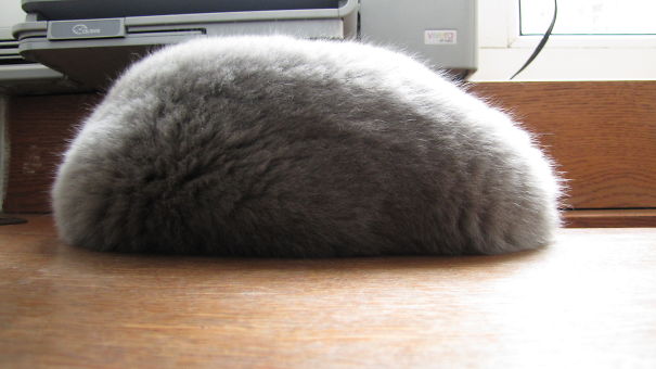 Believe Me, It's Not A Fur Hat.