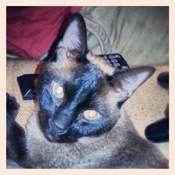 We Adopted Sisco When He Was 8 From Family, He Wasn't Getting Enough Attention! He's 15 Now!!!