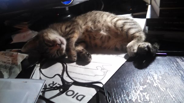 Camo In Her Favorite Spot