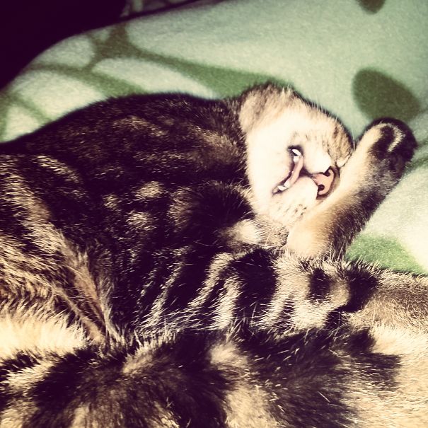 Momo Always Sticking Out His Tongue.. :p