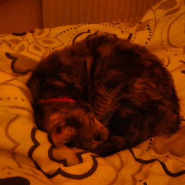 Just A Little Furball