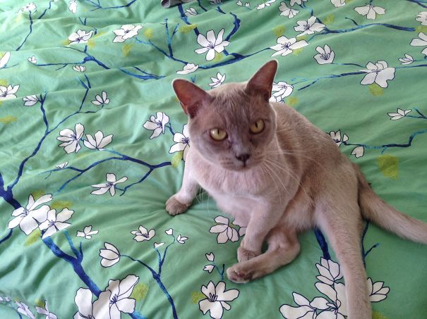 Prince Albert Aka "bertie" Was 10 When We Adopted Him. He Is Now Living In The Lap Of Luxury