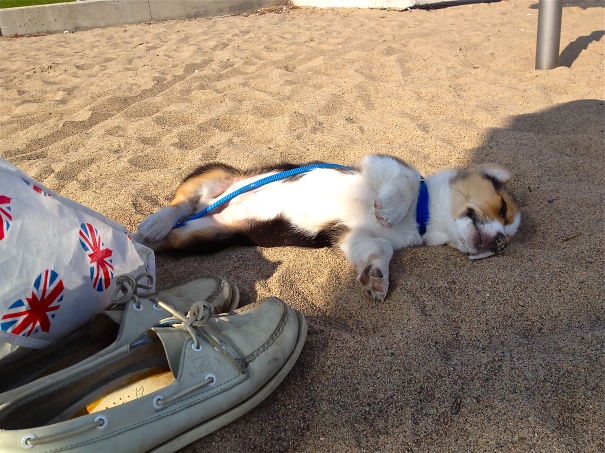 Eddie At 10 Weeks Old... Asleep On The Beach