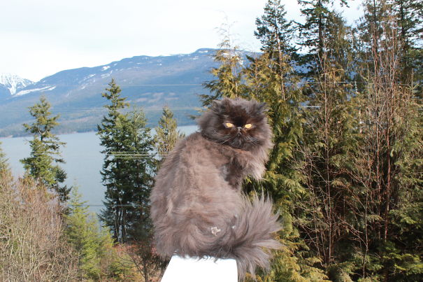 Adopted Him At 8 Years Old, Pictured At 9 Years :)