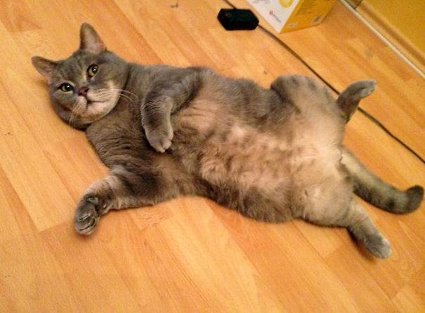 I Adopted Mello Many Years Ago As 5 Years Old Wild Hunter. My Husband Call Him Melon Xd