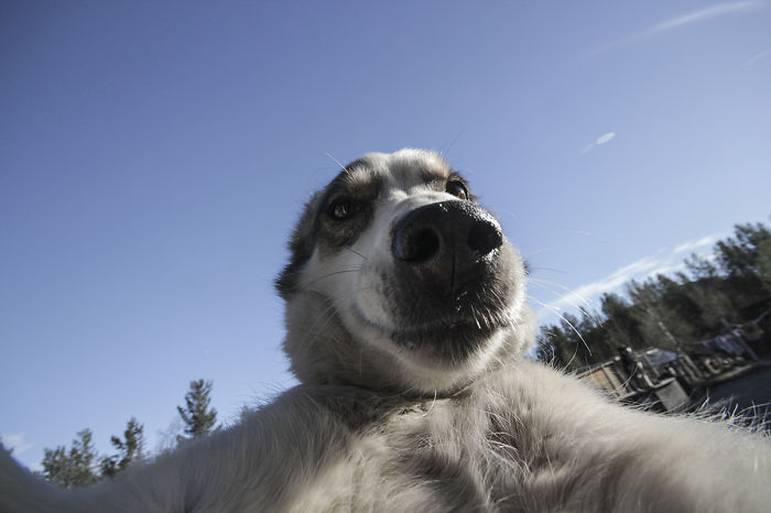 These Doggies Love Taking Selfies More Than You Do
