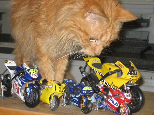 I Adopted Eddie When He Was 21 Years Old.