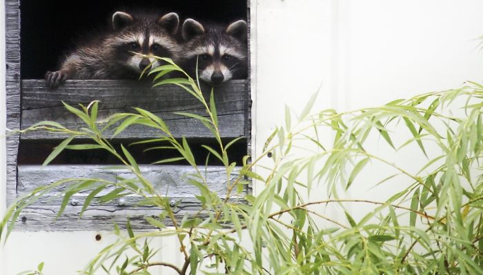 Our New Unexpected Neighbors Moved To An Abandoned House