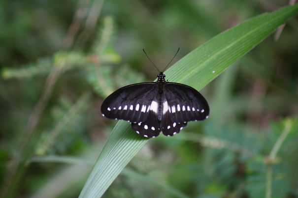 Butterfly Spots, Symmetrical Arrangement
