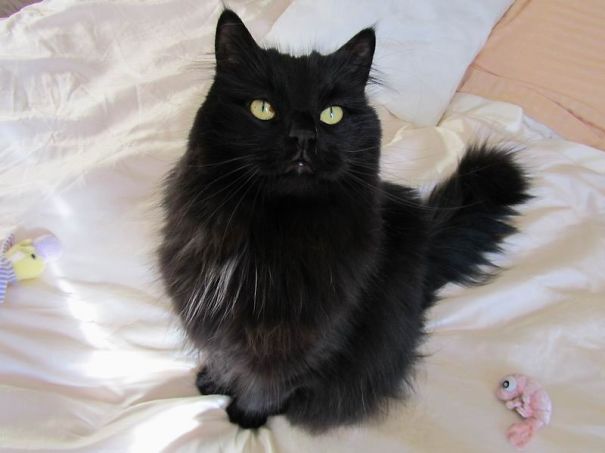 I Adopted Joe When He Was 7. He's 11 Years Old Now And Still A Ball Of Energy!