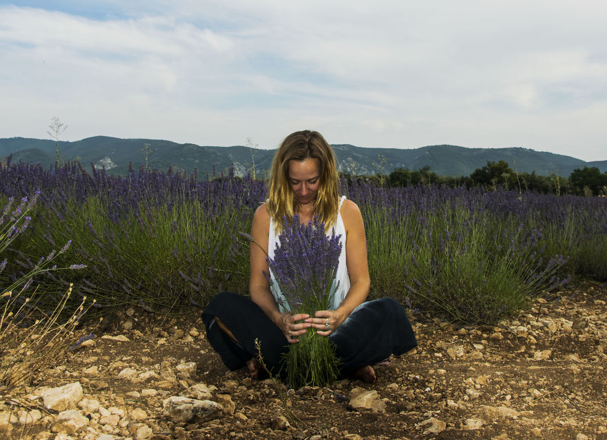 Lavender Art Attracts Bees Lavender Art Attracts Bees