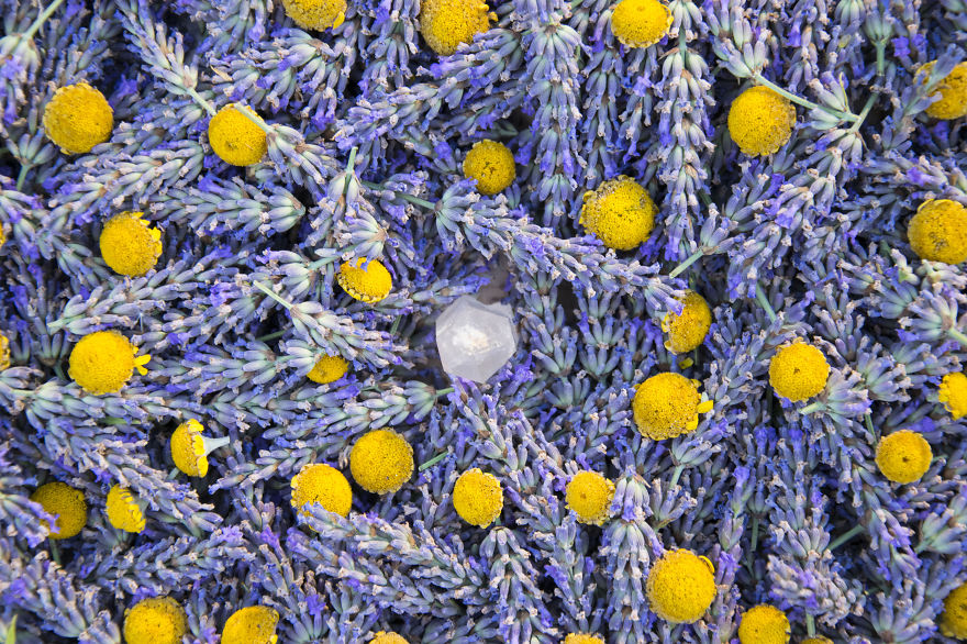 Lavender Art Attracts Bees Lavender Art Attracts Bees