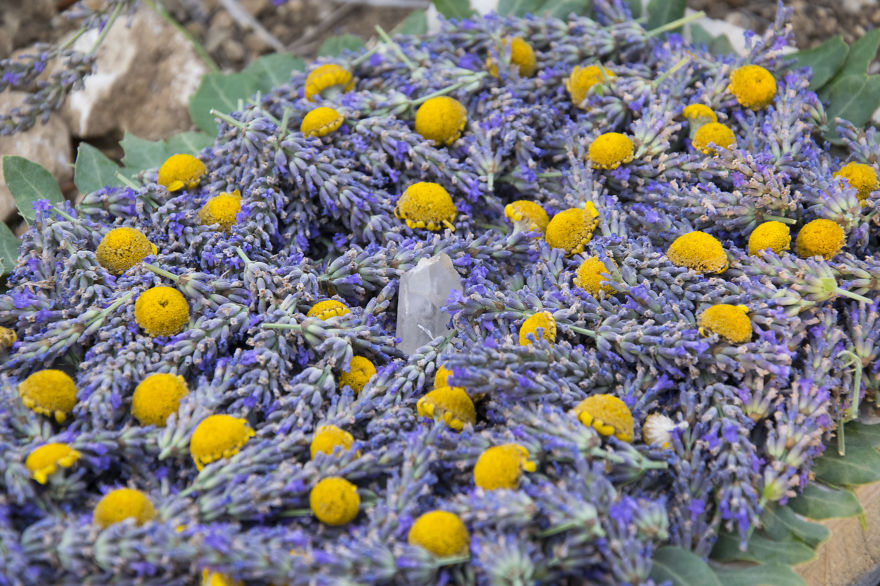 Lavender Art Attracts Bees Lavender Art Attracts Bees