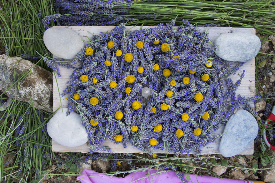 Lavender Art Attracts Bees Lavender Art Attracts Bees