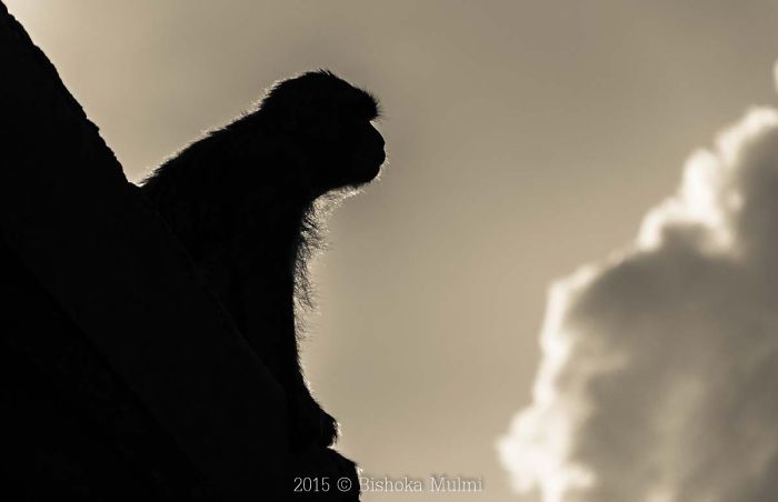 Monkey And The Imprint In Clouds As Monkey Face