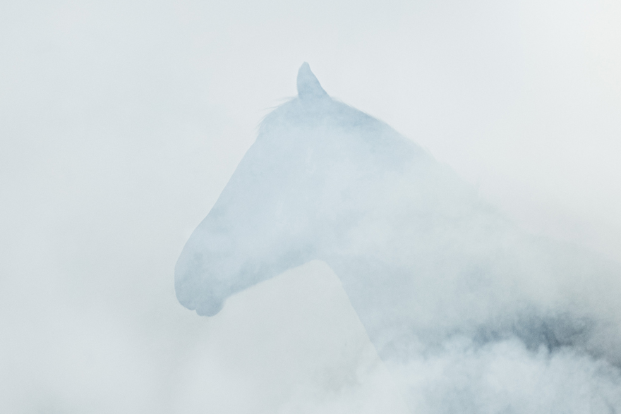I Chase Wild Horses In North America To Photograph Their Beauty