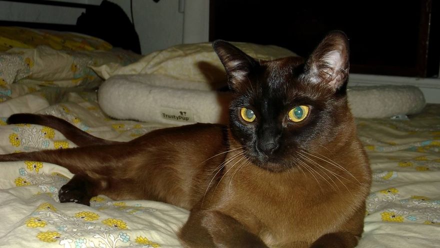 And She Thinks I Will Actually Get Into A Thing Named "trusty Pup"? Pfffft.