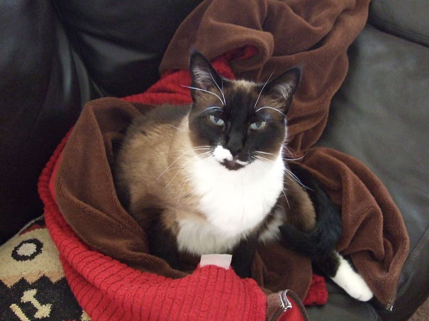 Steve, Our Three-legged Love, Was Adopted 3 Years Ago When He Was 6.