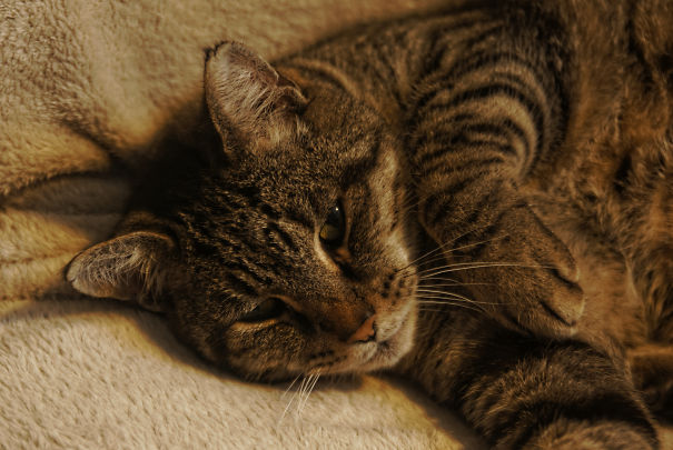 Here Is Merlin. 13 Years Old. He Was In The Shelter For More Than 1 Year.